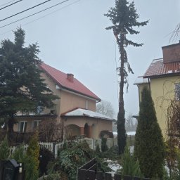 Wycinka drzew Olsztynek 2