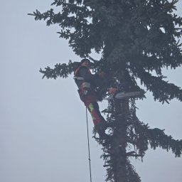 Wycinka drzew Olsztynek 1