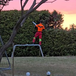 SEBASTIAN ZŁOTKOWSKI USL SYNCHRO - Ogrodnik w stroju roboczym, stojący na drabinie, przycina żywopłot nożycami na tle różowo-pomarańczowego nieba o zmierzchu. Widoczny fragment drzewa i oświetlenie ogrodu.