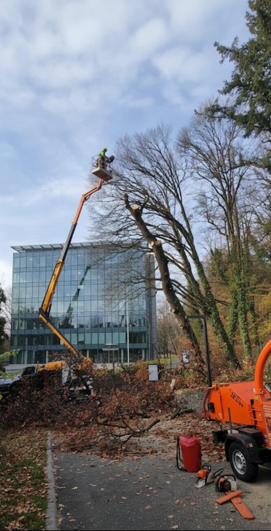 Pracownik na podnośniku tnie drzewo w Olsztynku. W tle nowoczesny budynek biurowy i maszyna do rozdrabniania gałęzi. Ścięte gałęzie leżą na ziemi.