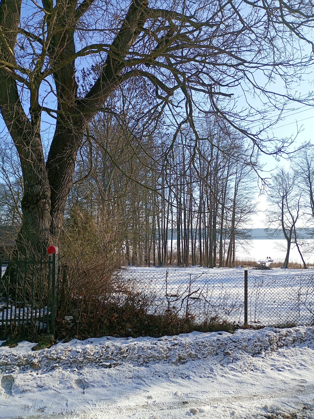 Zimowy krajobraz w Olsztynku: rozłożyste drzewo z widoczną linią energetyczną w tle, ogrodzenie z siatki i ośnieżony teren. Sceneria sugeruje potrzebę interwencji arborystycznej.