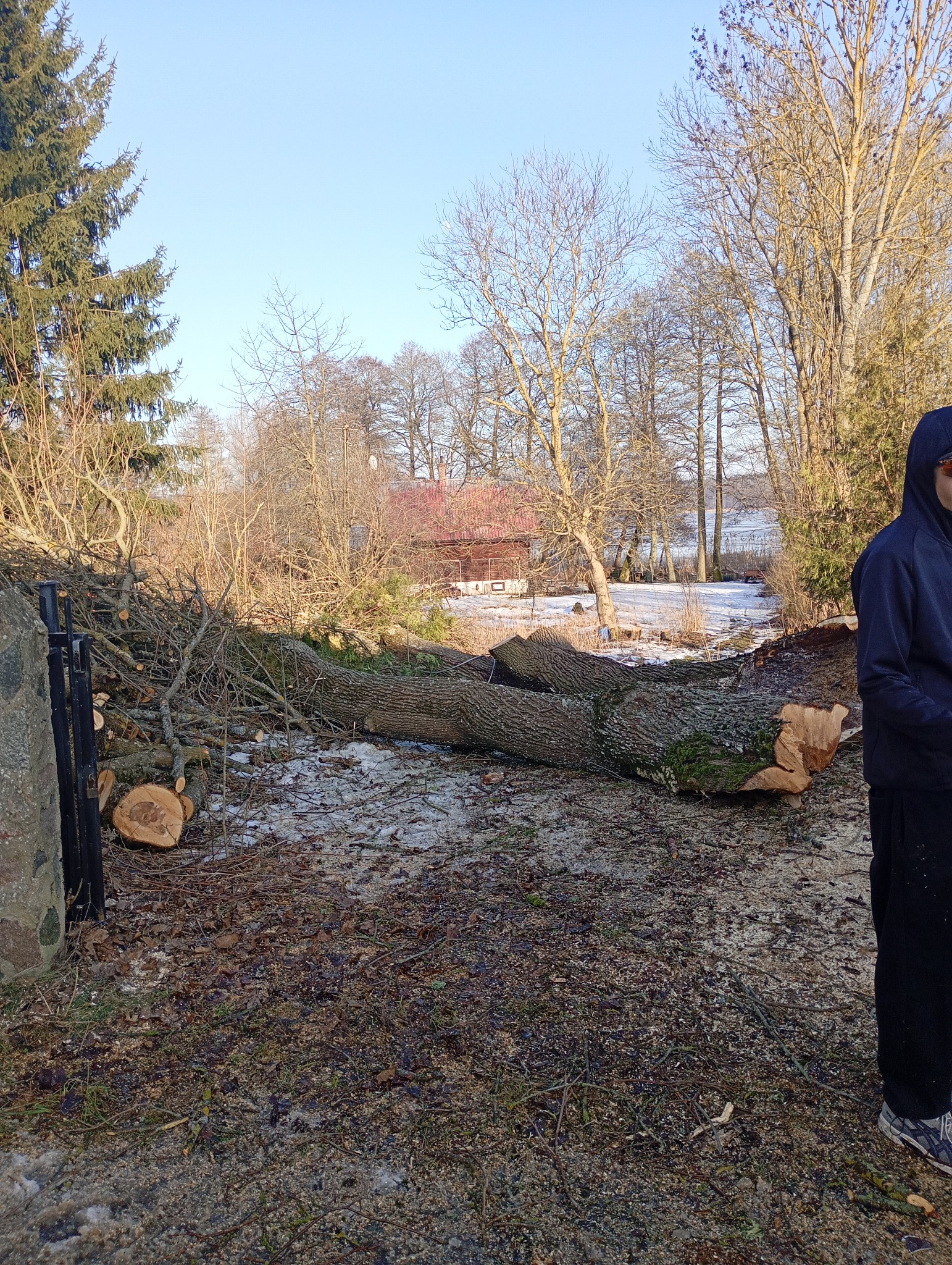 Ścięte drzewo leży na ziemi w zimowym krajobrazie. Widoczne pnie i gałęzie, w tle budynek z czerwonym dachem. Częściowo widoczna osoba po prawej stronie kadru.
