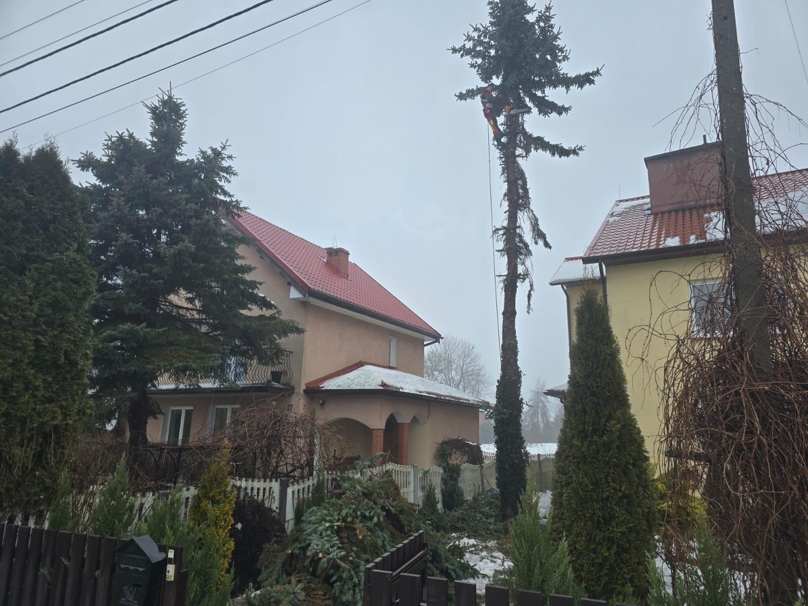 Arborysta w trakcie pracy na wysokiej sośnie, zabezpieczony linami, z użyciem piły spalinowej. W tle domy jednorodzinne i ścięte gałęzie na ziemi.