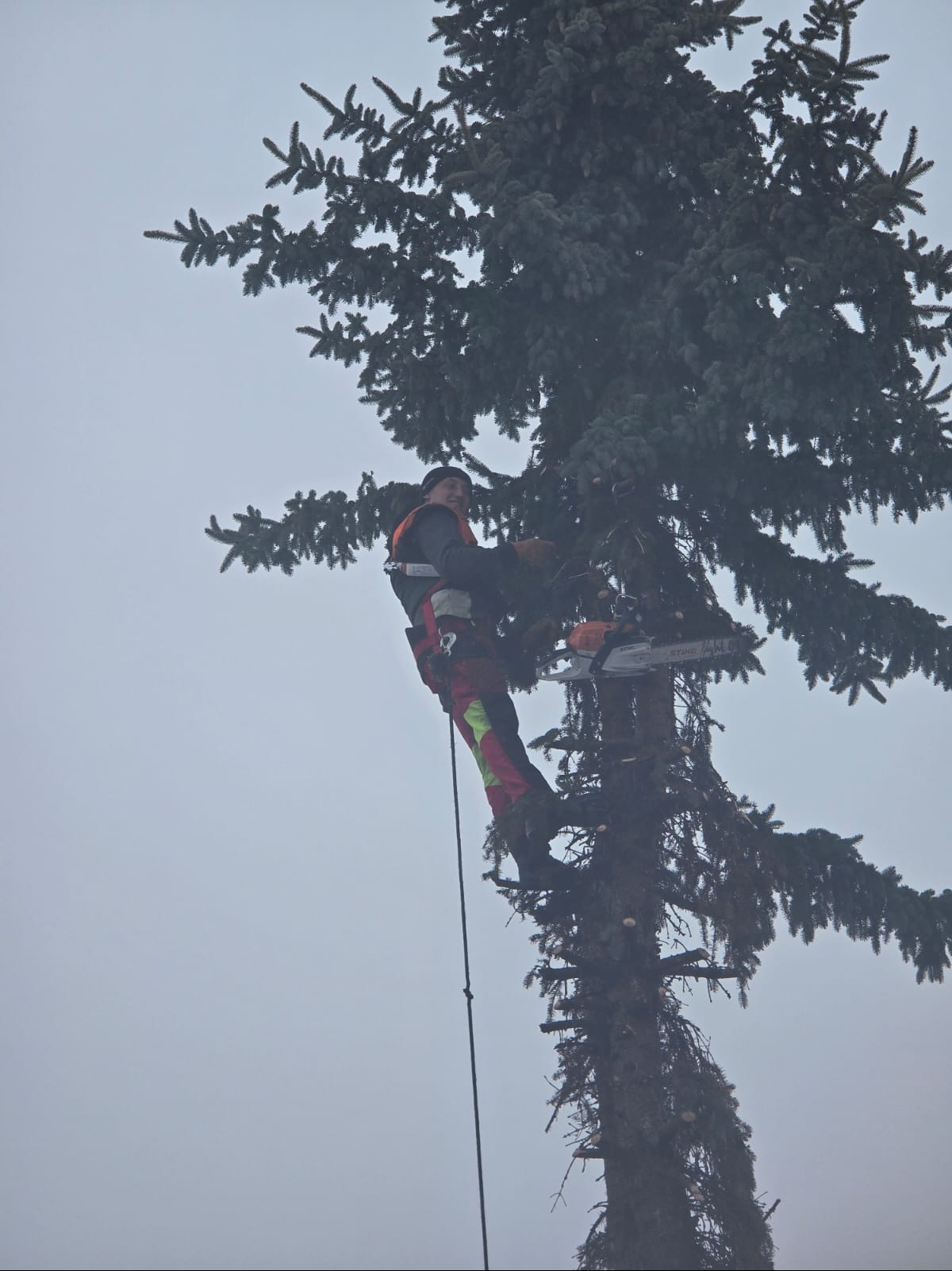 Arborysta w uprzęży, z piłą spalinową, przycina gałęzie wysokiej choinki na tle pochmurnego nieba. Widok z dołu, skupienie na bezpieczeństwie i profesjonalizmie.