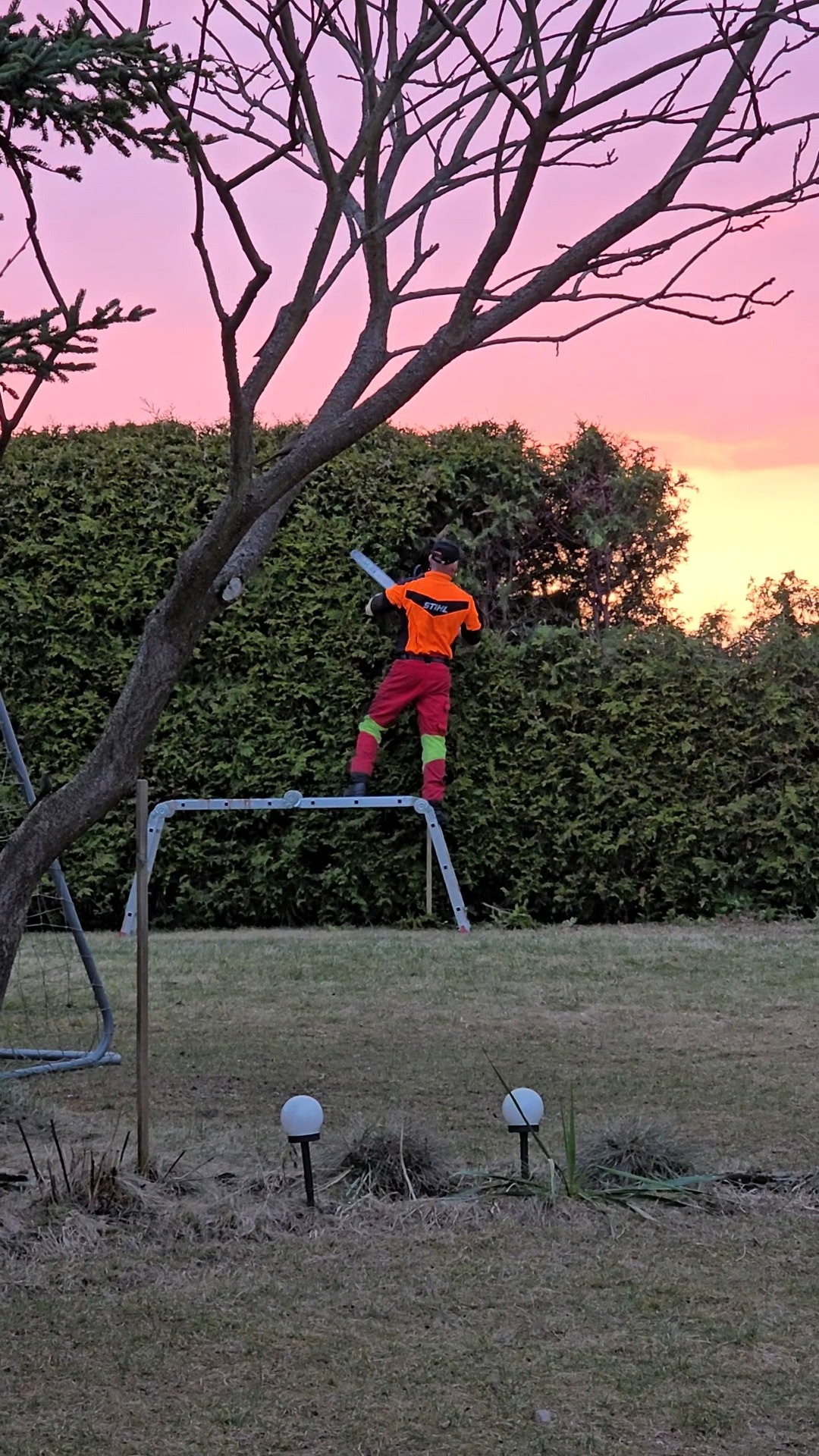 Ogrodnik w stroju roboczym, stojący na drabinie, przycina żywopłot nożycami na tle różowo-pomarańczowego nieba o zmierzchu. Widoczny fragment drzewa i oświetlenie ogrodu.