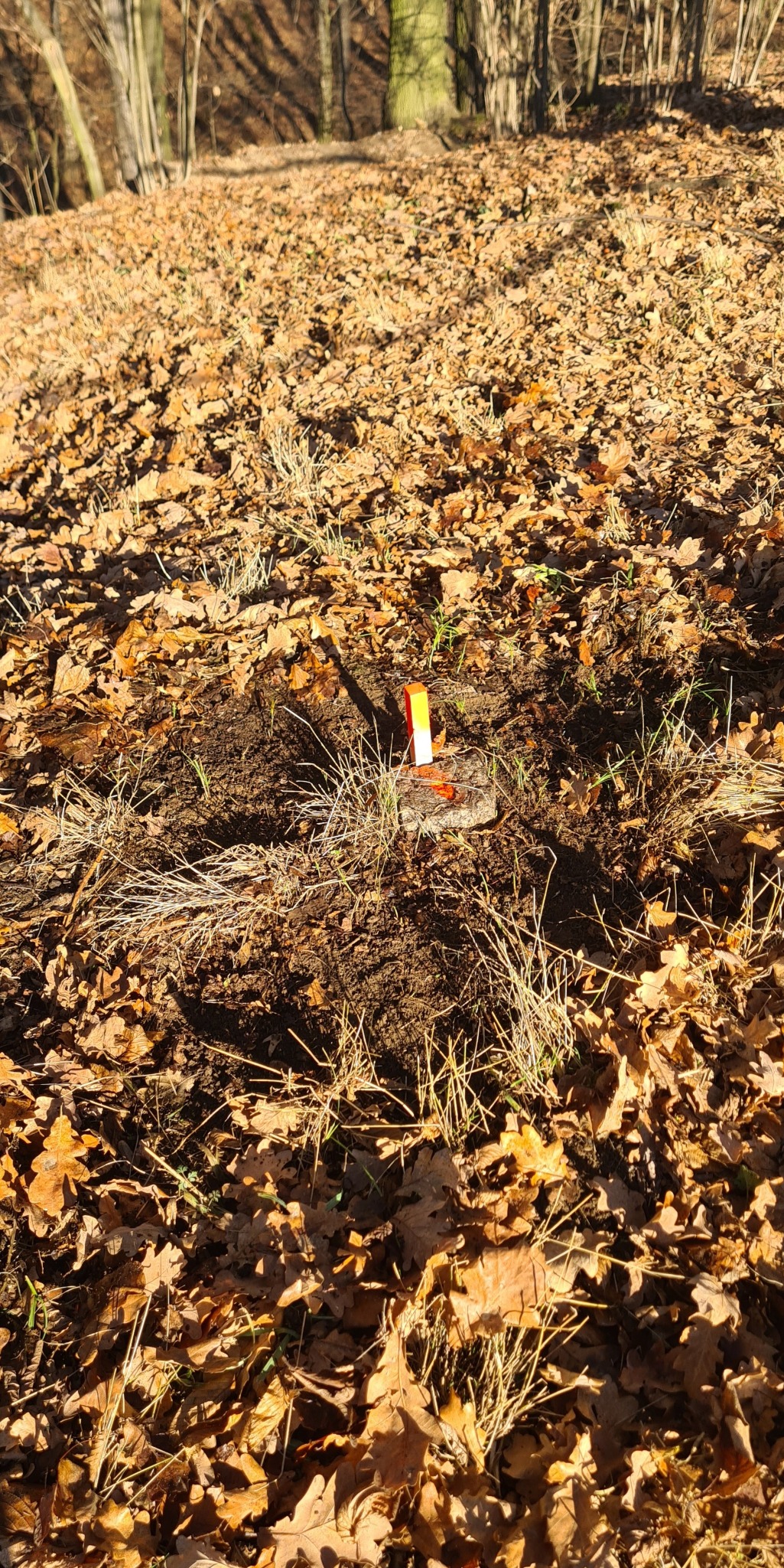Odnaleziony kamień graniczny z pomarańczowym znacznikiem na zalesionym terenie, otoczony opadłymi liśćmi. Praca w terenie, ustalanie granic działki.