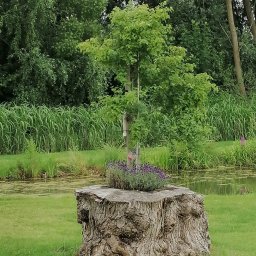 Krzysztof Garstka - Drzewo w drzewie