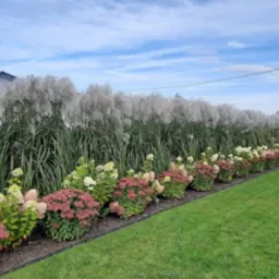 Rabata z hortensjami