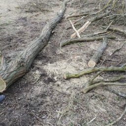 Wycinka drzew Chodzież 1