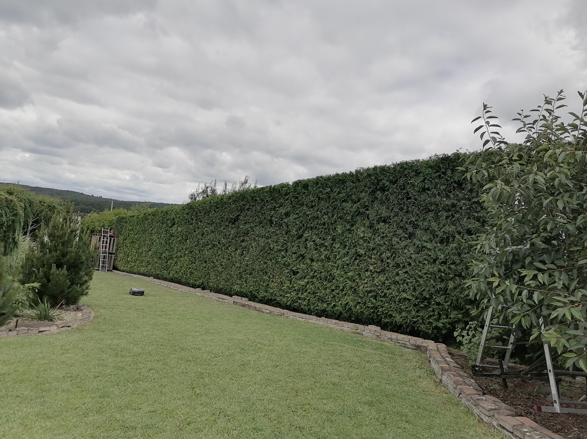 Przycinanie żywopłotu