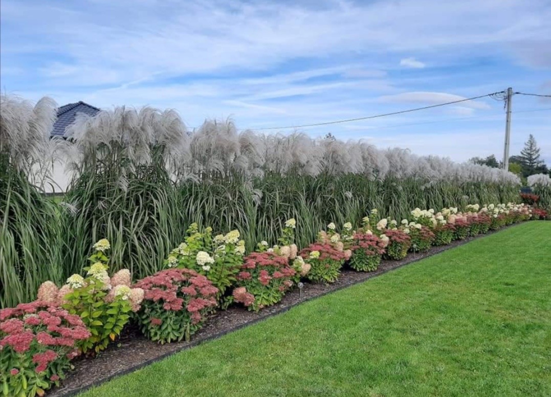 Rabata z hortensjami