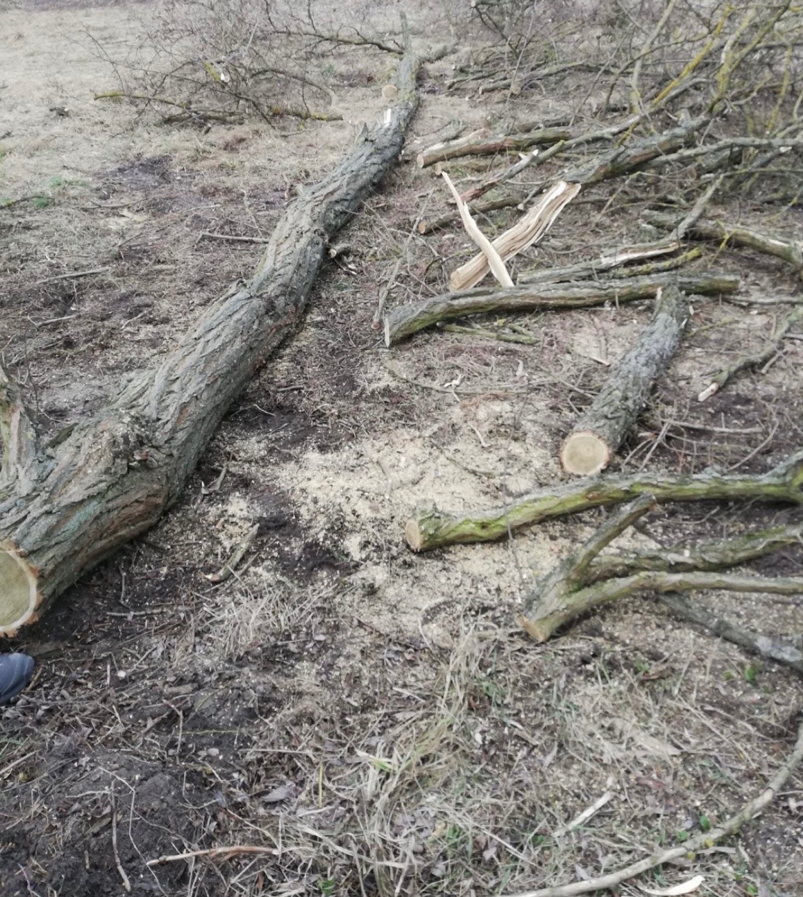 Ścięte drzewo na ziemi z widocznymi śladami cięcia i trocinami. Fragment buta w lewym dolnym rogu kadru. Widok z góry.