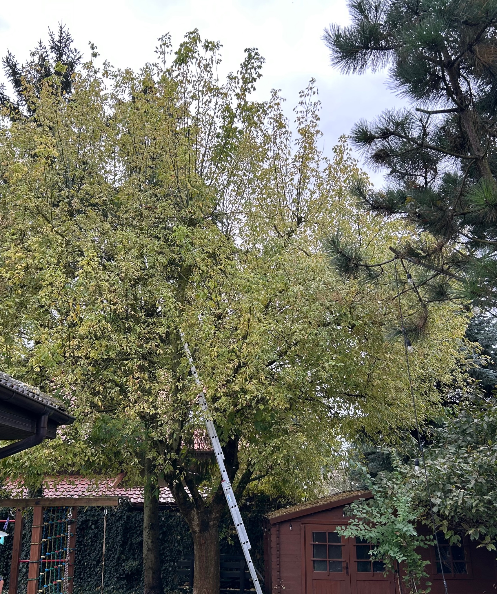 Drzewo liściaste z rozłożystą koroną, częściowo ogołocone z liści, z przystawioną aluminiową drabiną. W tle widoczny domek narzędziowy i fragment placu zabaw.