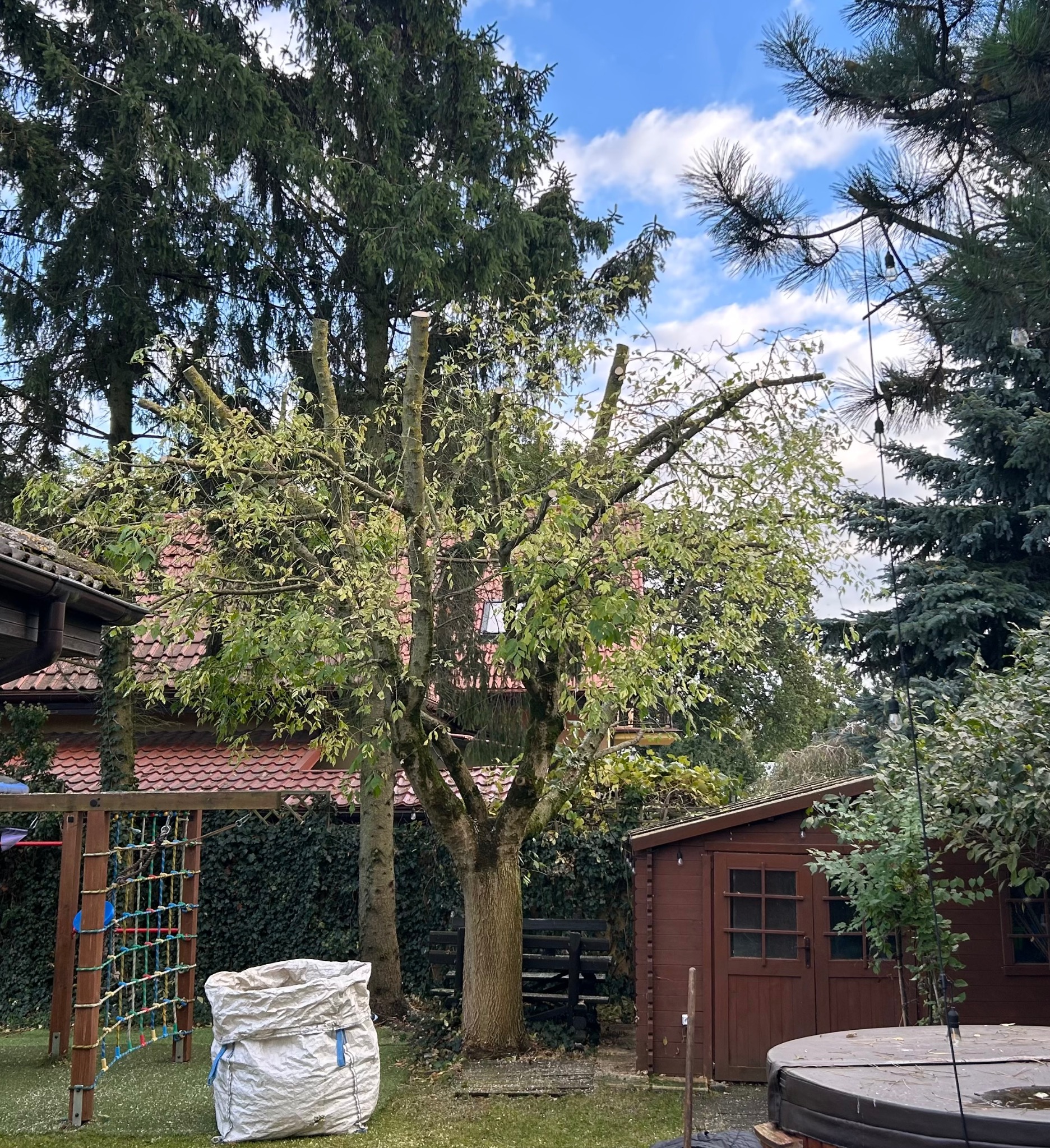 Przycięte drzewo w ogrodzie, widoczny worek z gałęziami, domek narzędziowy i plac zabaw. Częściowo ogołocone gałęzie drzewa, zielona trawa i błękitne niebo w tle.
