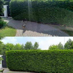 Zuzanna Szczepaniak - Dwa ujęcia żywopłotu z tuj, prezentujące efekt strzyżenia. Na górnym zdjęciu dwa psy, na dolnym jeden pies w rogu. Kostka brukowa, brama w tle.