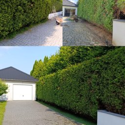 Zuzanna Szczepaniak - Zdjęcie 'przed i po' strzyżenia żywopłotu z grabiami, taczką i drabiną na tle kostki brukowej i garażu.