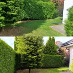 Zdjęcie 'przed i po' strzyżenia żywopłotu i trawy w ogrodzie przydomowym. Widoczna r&oacute;żnica w wysokości i gęstości roślinności.