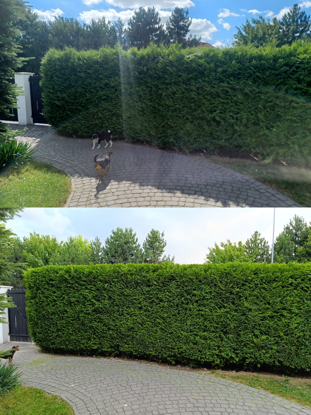 Dwa ujęcia żywopłotu z tuj, prezentujące efekt strzyżenia. Na górnym zdjęciu dwa psy, na dolnym jeden pies w rogu. Kostka brukowa, brama w tle.