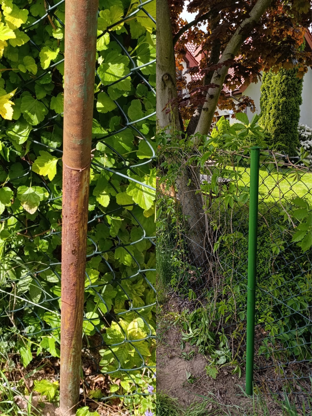 Fragment ogrodzenia z siatki: zardzewiały słupek po lewej, nowy zielony po prawej, pomiędzy nimi drzewo i zieleń. Widoczny dom w tle.