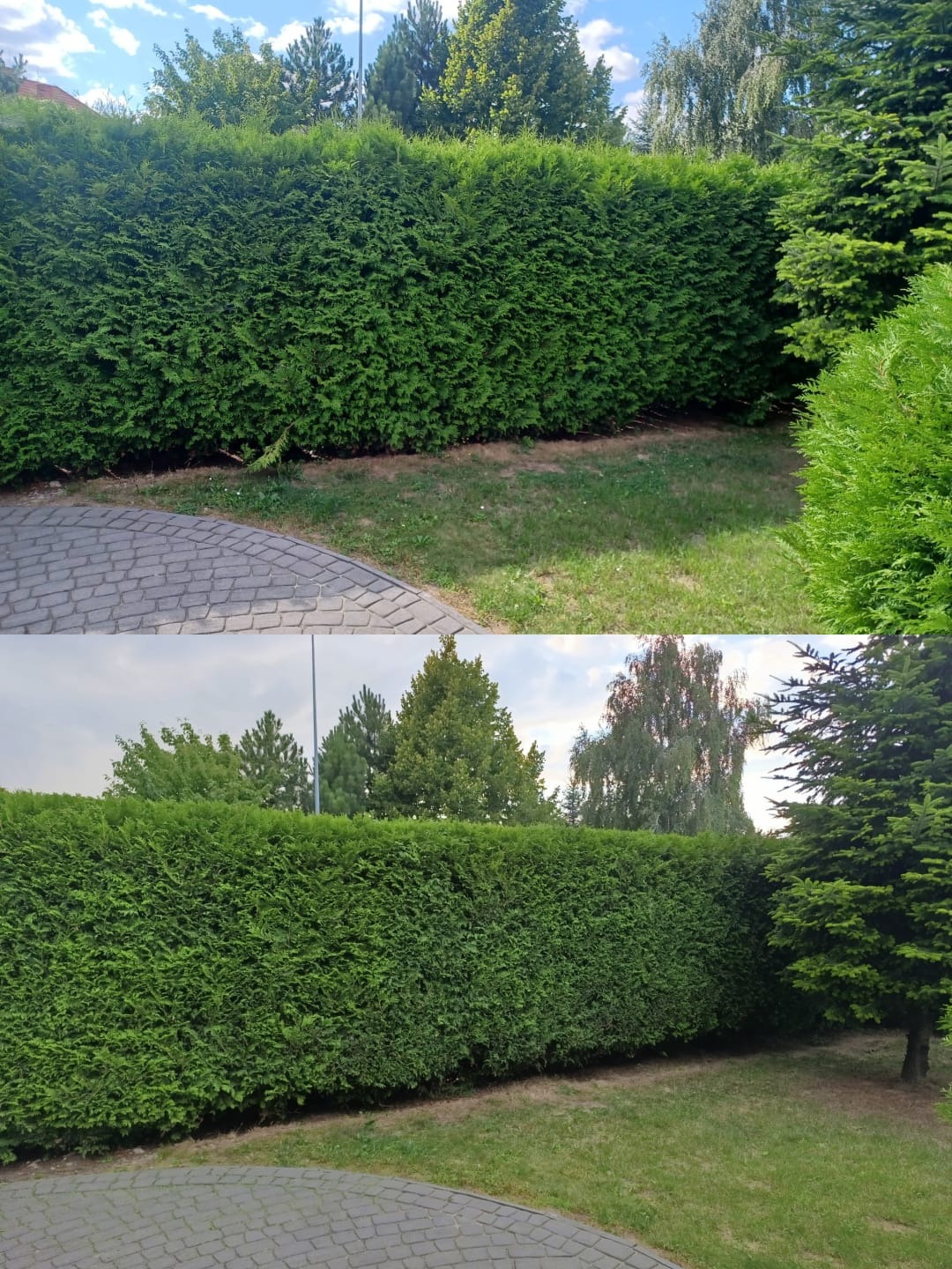 Równo przycięty, wysoki żywopłot z tui szmaragd, widoczny z perspektywy chodnika z kostki brukowej. Tło stanowią drzewa iglaste i liściaste.