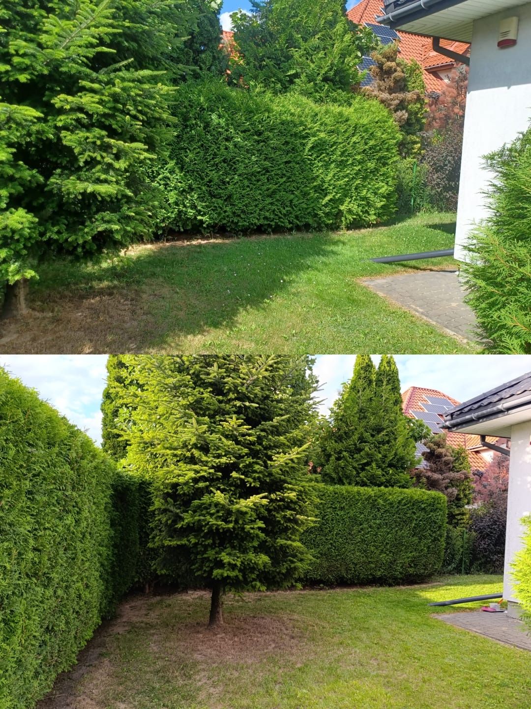 Zdjęcie 'przed i po' strzyżenia żywopłotu i trawy w ogrodzie przydomowym. Widoczna różnica w wysokości i gęstości roślinności.