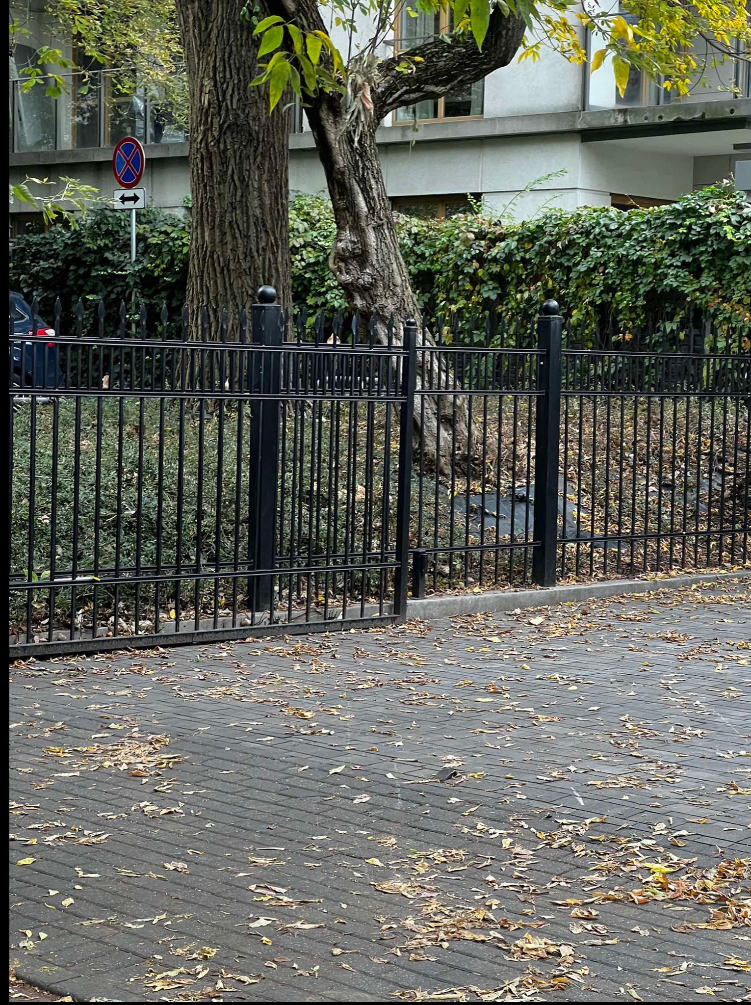 Eleganckie, czarne ogrodzenie metalowe z kulistymi zwieńczeniami słupków, otaczające zieleń. Na pierwszym planie bruk pokryty jesiennymi liśćmi.