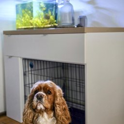 Piotr Cierpiał - Biała szafka z akwarium na górze i klatką dla psa w środku. Cocker spaniel patrzy w obiektyw, siedząc przed szafką. Nietypowe rozwiązanie dla pupila.