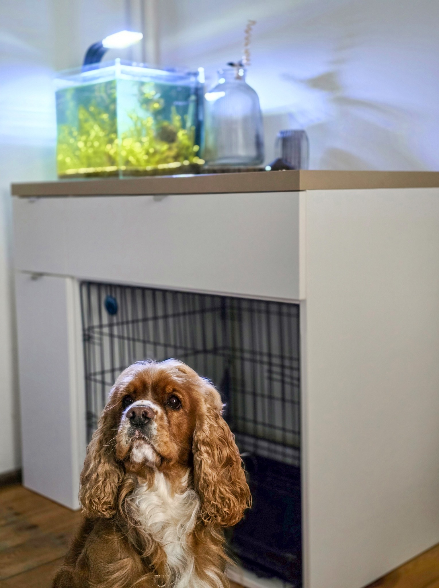 Biała szafka z akwarium na górze i klatką dla psa w środku. Cocker spaniel patrzy w obiektyw, siedząc przed szafką. Nietypowe rozwiązanie dla pupila.