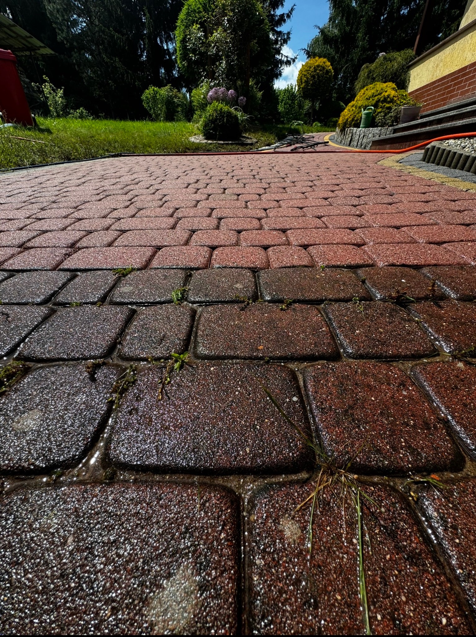 Czerwona kostka brukowa, częściowo mokra, po czyszczeniu. Widoczne chwasty w spoinach, ogród w tle. Nisko położony punkt widzenia akcentuje fakturę bruku.