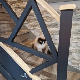 Luxhome Remonty - Schody z drewnianymi stopniami i czarną balustradą o geometrycznym wzorze. Na schodach siedzi kot rasy ragdoll. W tle ściana z dekoracyjną okładziną.