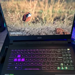 Laptop MSI Bravo 15 C7V z podświetlaną klawiaturą, na ekranie zdjęcie afrykańskiej żakany na tle trawy. Widoczne logo AMD Ryzen i Nvidia GeForce RTX.