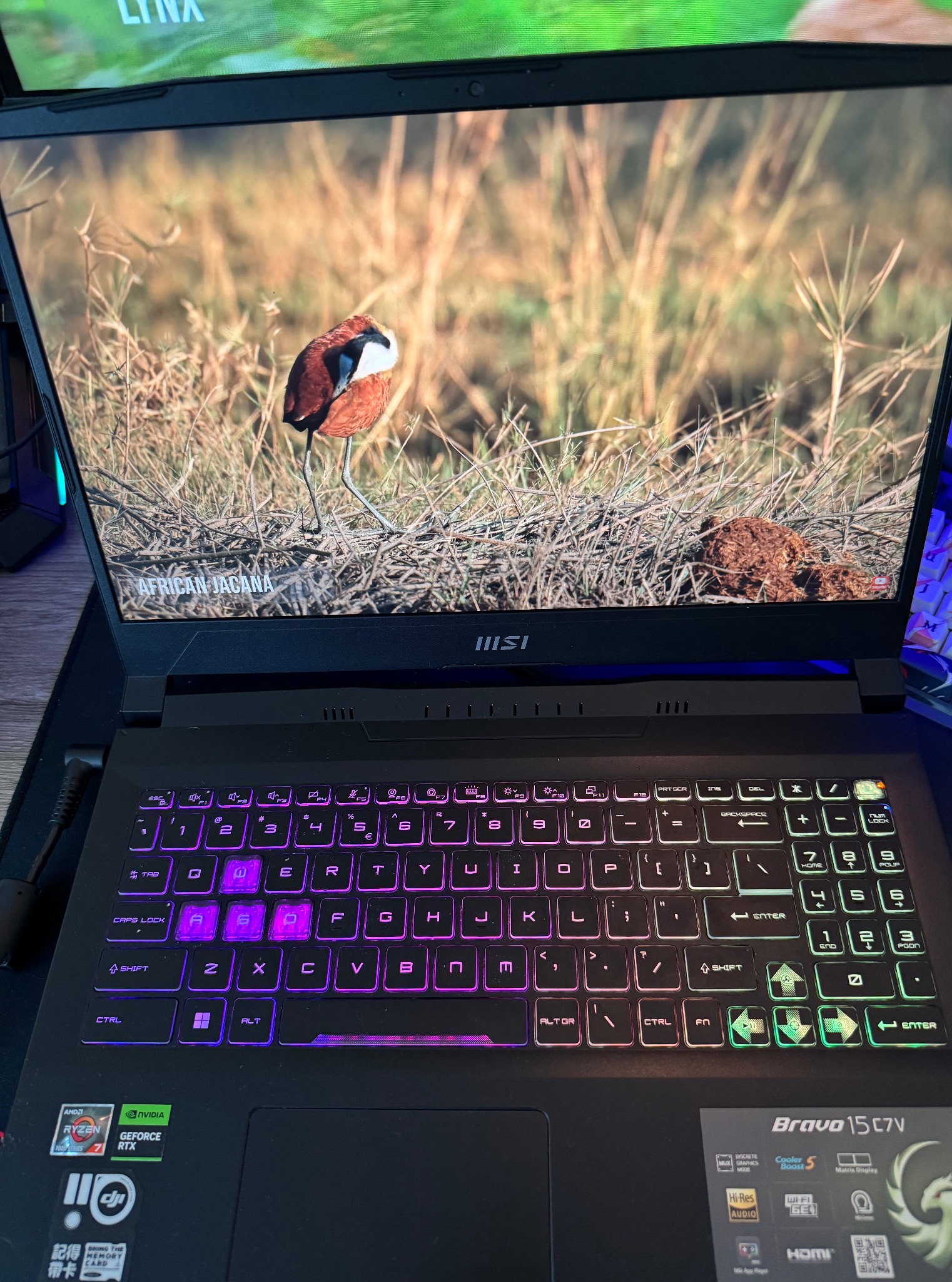 Laptop MSI Bravo 15 C7V z podświetlaną klawiaturą, na ekranie zdjęcie afrykańskiej żakany na tle trawy. Widoczne logo AMD Ryzen i Nvidia GeForce RTX.