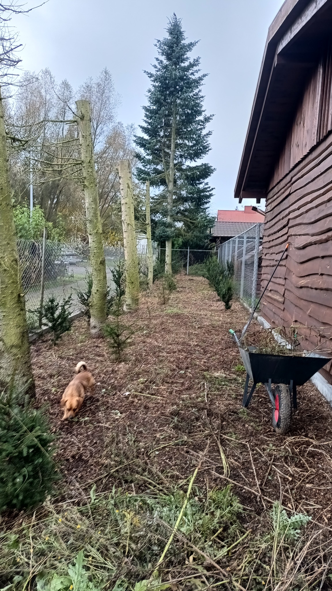 Uporządkowany teren po wycince z wózkiem, małe drzewka w rzędzie, pies w tle. Prace porządkowe w ogrodzie po usunięciu drzew, przygotowanie terenu pod nasadzenia.