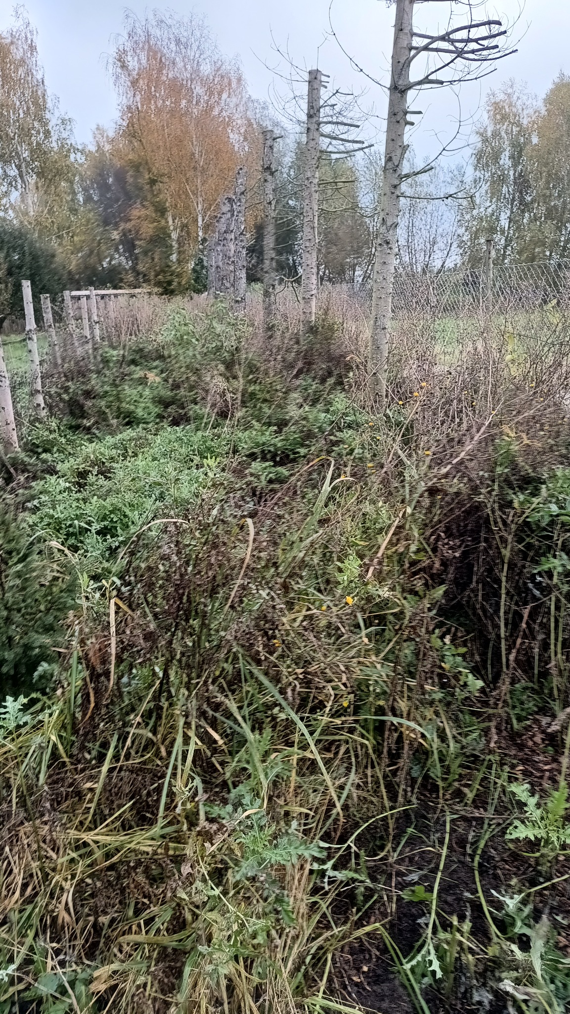 Zarośnięty teren z chwastami i trawami, widoczne fragmenty drewnianego płotu i drzewa bez liści w tle, pochmurny dzień.