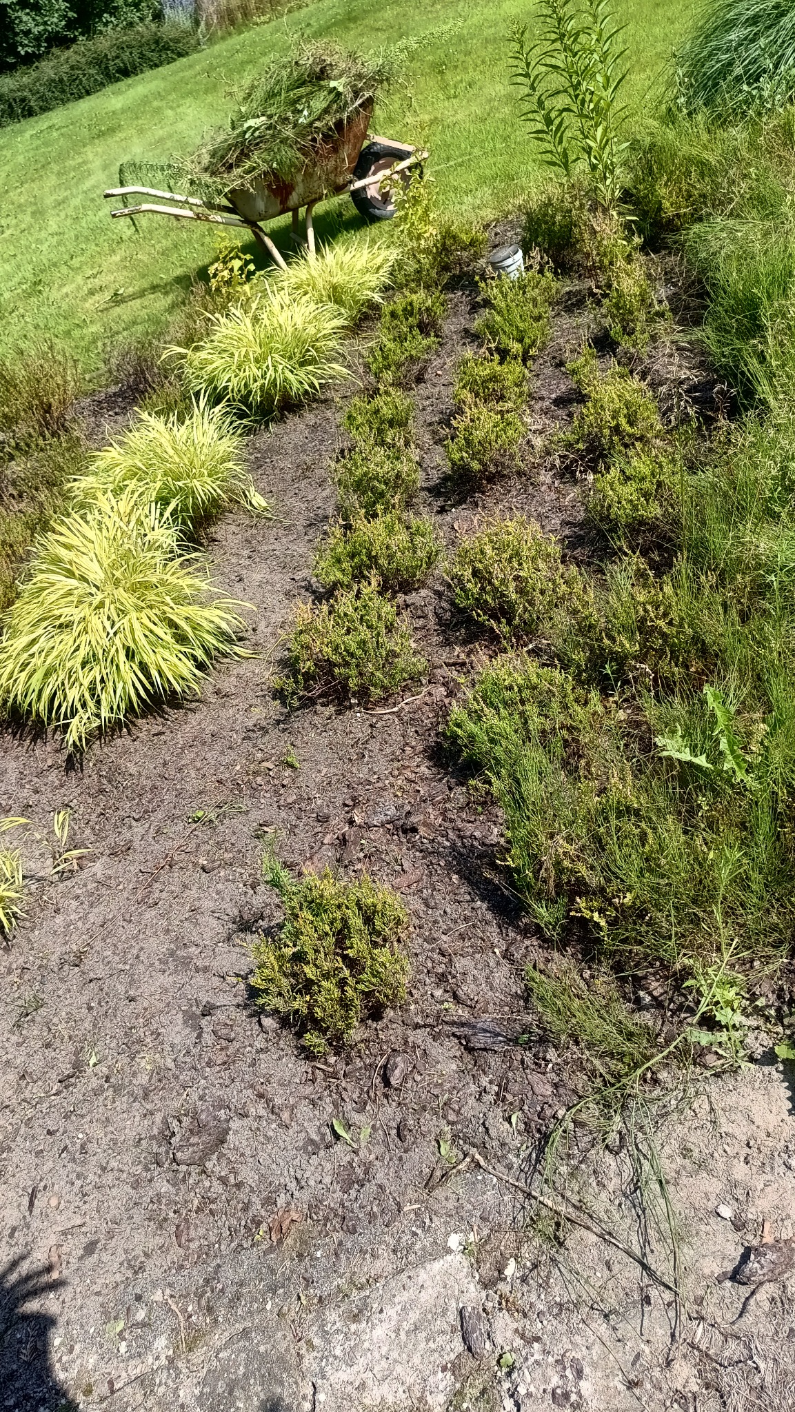 Rabata z iglakami i trawami ozdobnymi, z wózkiem wypełnionym ściętymi roślinami w tle, po pielęgnacji. Widok z góry, słoneczny dzień.