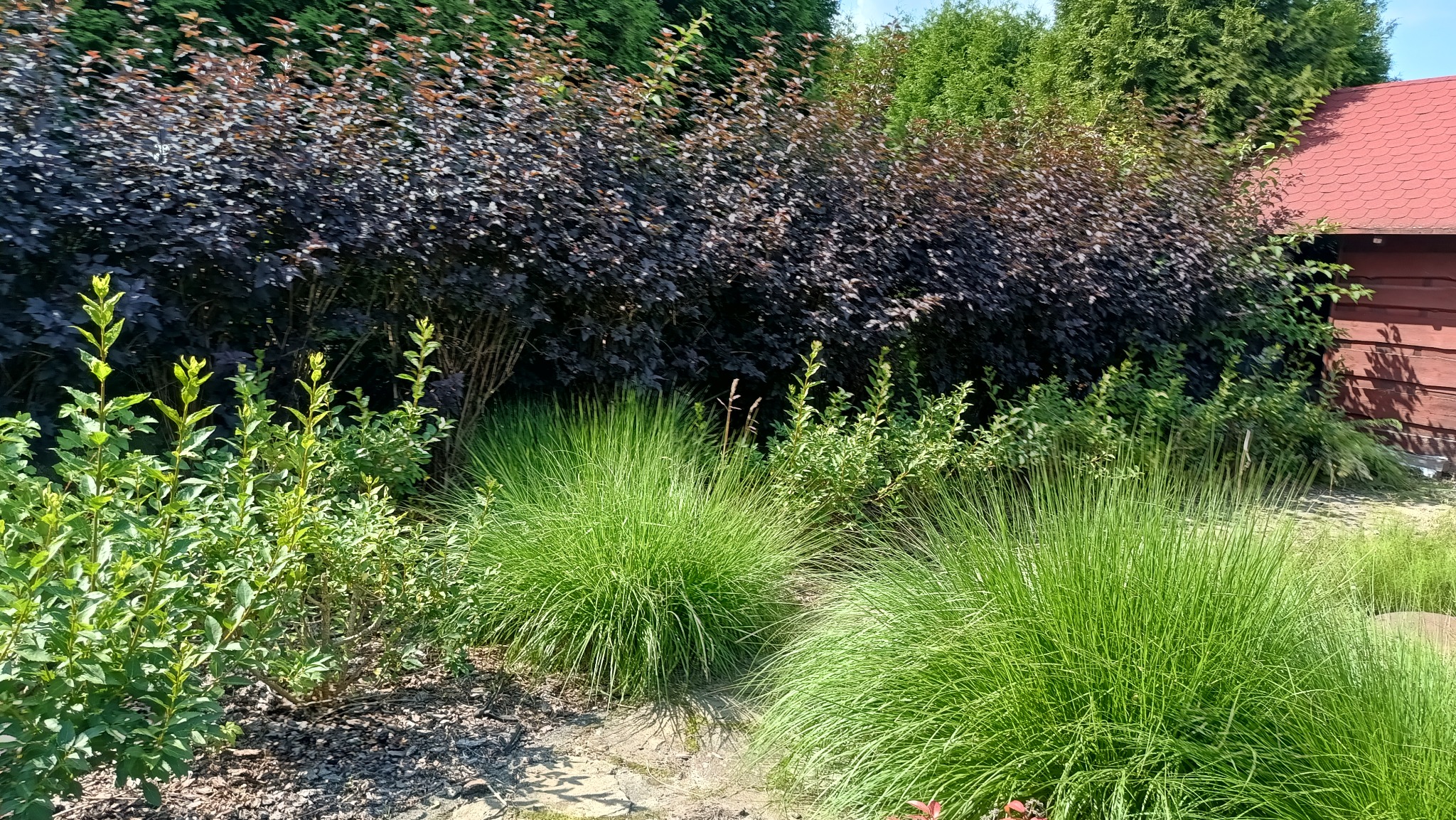 Zadbany ogród z ozdobnymi krzewami o ciemnych liściach i kępami trawy, ścieżka z kamieni, fragment drewnianej altany z czerwoną dachówką w tle.