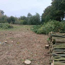 STAŚ - Teren po wycince drzew: pnie, gałęzie, stos drewna. Widoczne ślady po wycince i przygotowany materiał do wywozu. Pochmurne niebo.