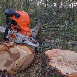 Wycinka drzew Malczyce 4