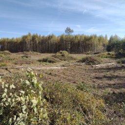 Wycinka drzew Malczyce 3