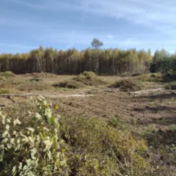 Teren po wycince drzew: ścięte pnie i gałęzie na ziemi, w tle rząd drzew. Błękitne niebo z delikatnymi chmurami. Widok na obszar po usunięciu drzewostanu.