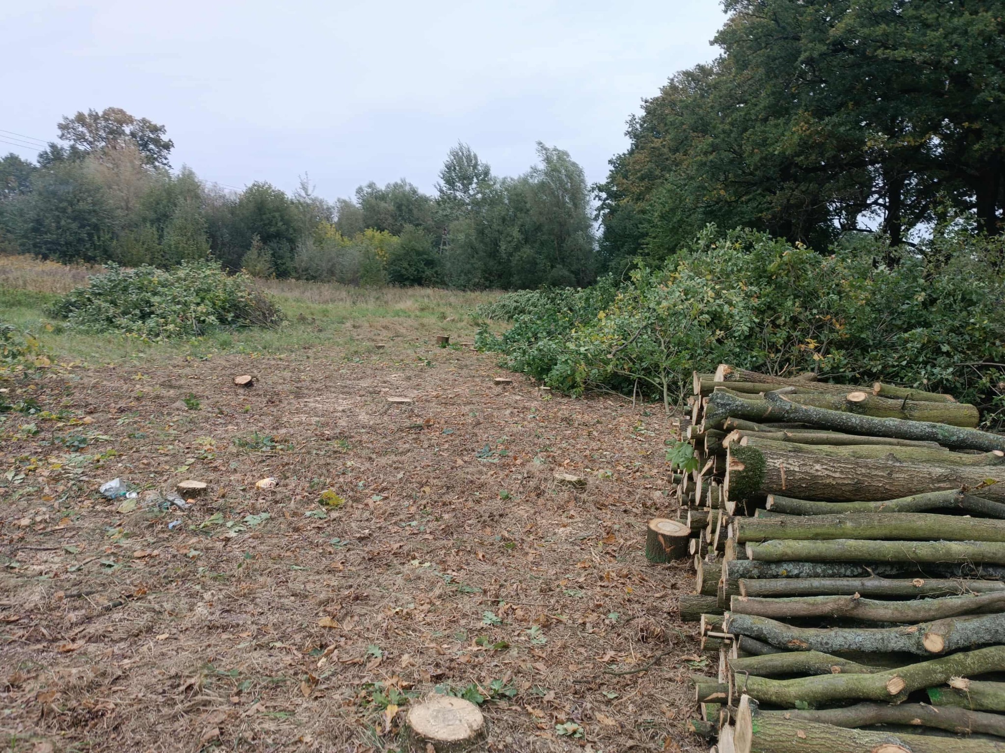 Teren po wycince drzew: pnie, gałęzie, stos drewna. Widoczne ślady po wycince i przygotowany materiał do wywozu. Pochmurne niebo.