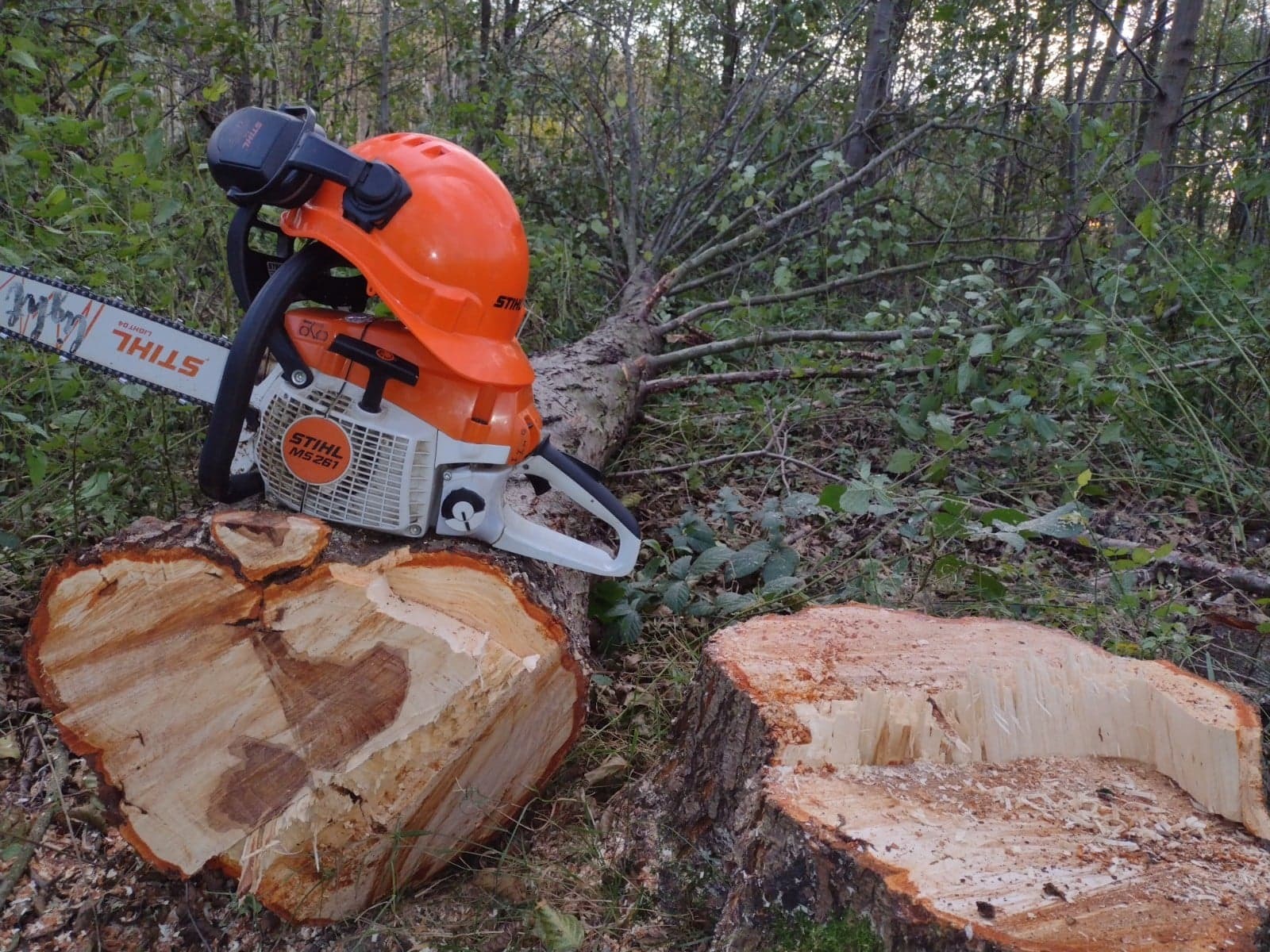 Pomarańczowy kask i piła spalinowa Stihl na pniu drzewa po wycince, w tle zarośla leśne. Widoczne ścięte gałęzie i pień.