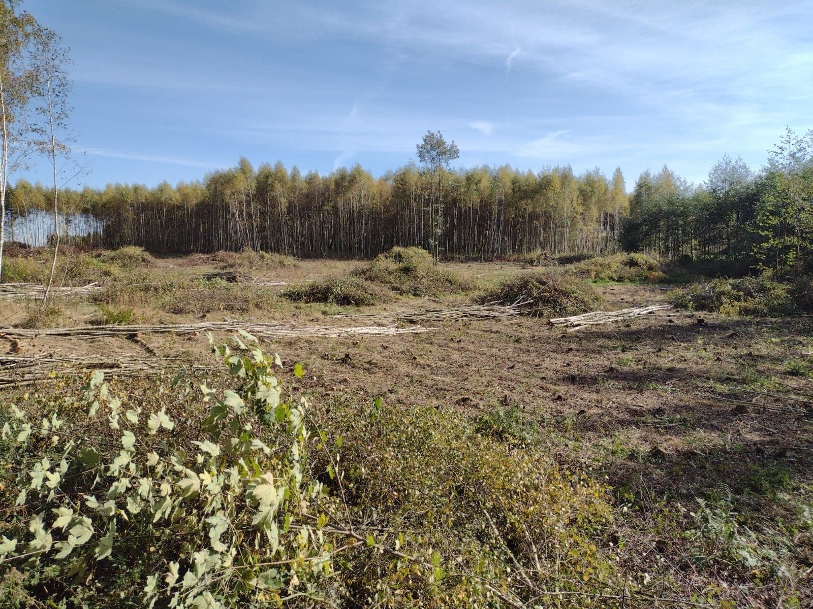 Teren po wycince drzew: ścięte pnie i gałęzie na ziemi, w tle rząd drzew. Błękitne niebo z delikatnymi chmurami. Widok na obszar po usunięciu drzewostanu.