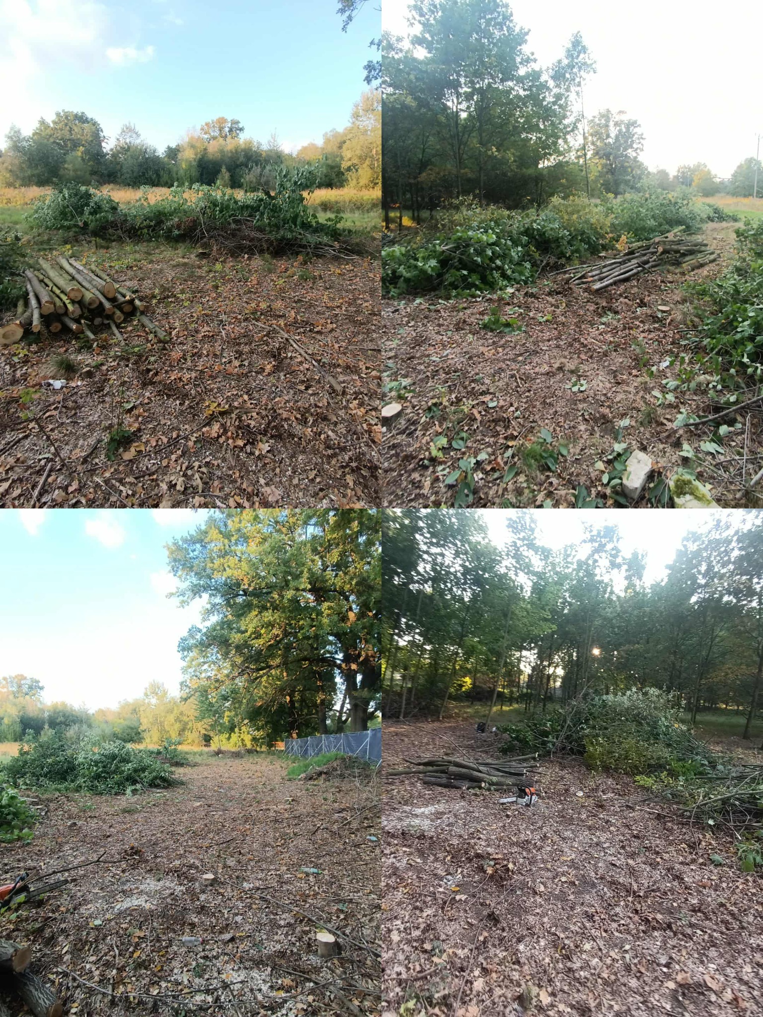 Teren po wycince drzew w Malczycach. Widoczne pnie, gałęzie i pozostałości po drzewach. Porządkowanie terenu po usunięciu drzewostanu.