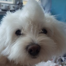 Angelina Stańczyk - Opr&oacute;żnianie Piwnic Katowice