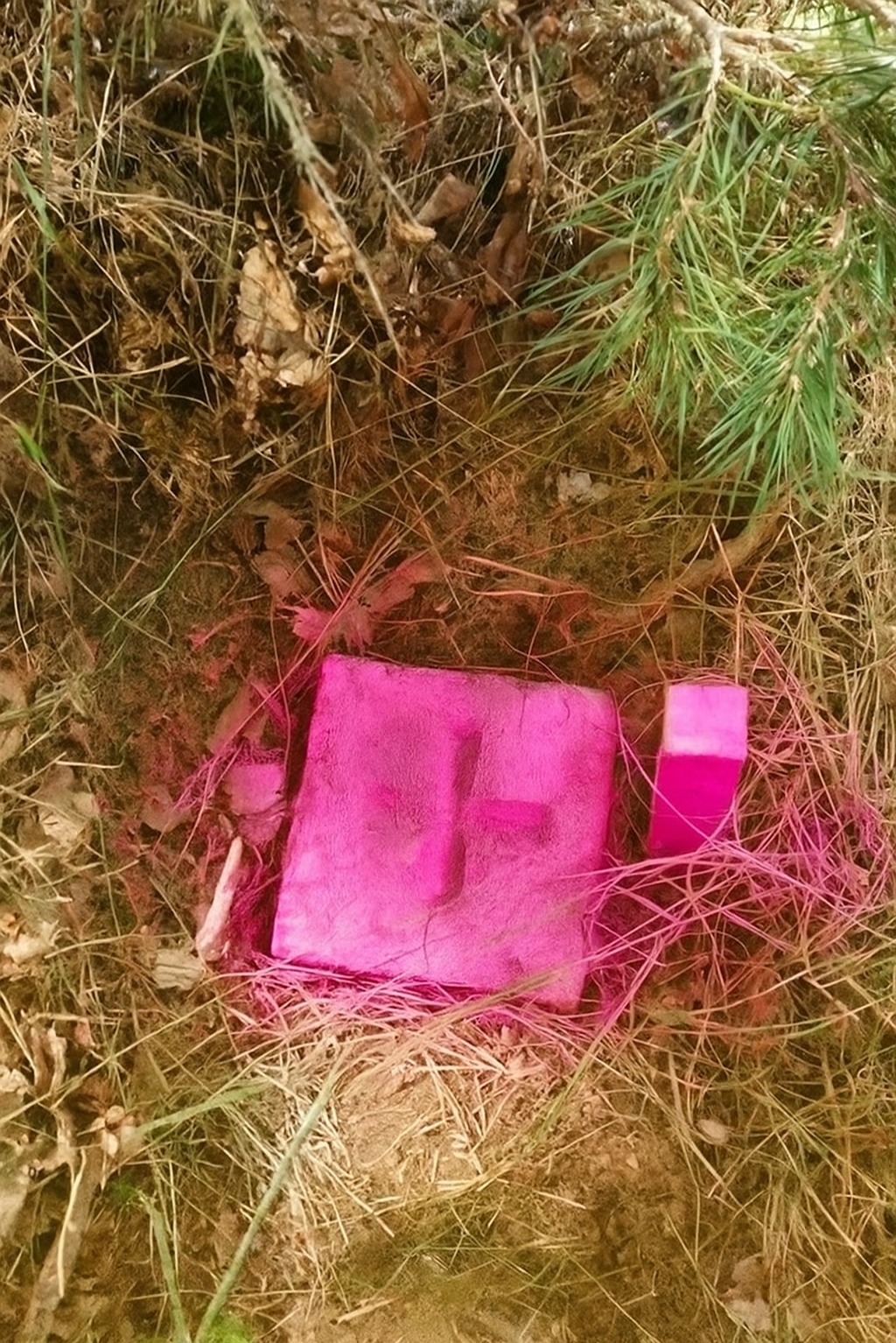 Oznakowanie geodezyjne: różowe paliki w ziemi, otoczone suchą trawą i igliwiem, wskazujące punkty pomiarowe.