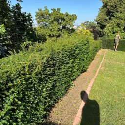 Usługi ogrodnicze Andrii Sova - Równy żywopłot z iglaków oddzielający trawnik od rabaty, w tle zieleń i błękit nieba. Widoczny cień osoby wykonującej prace ogrodnicze.