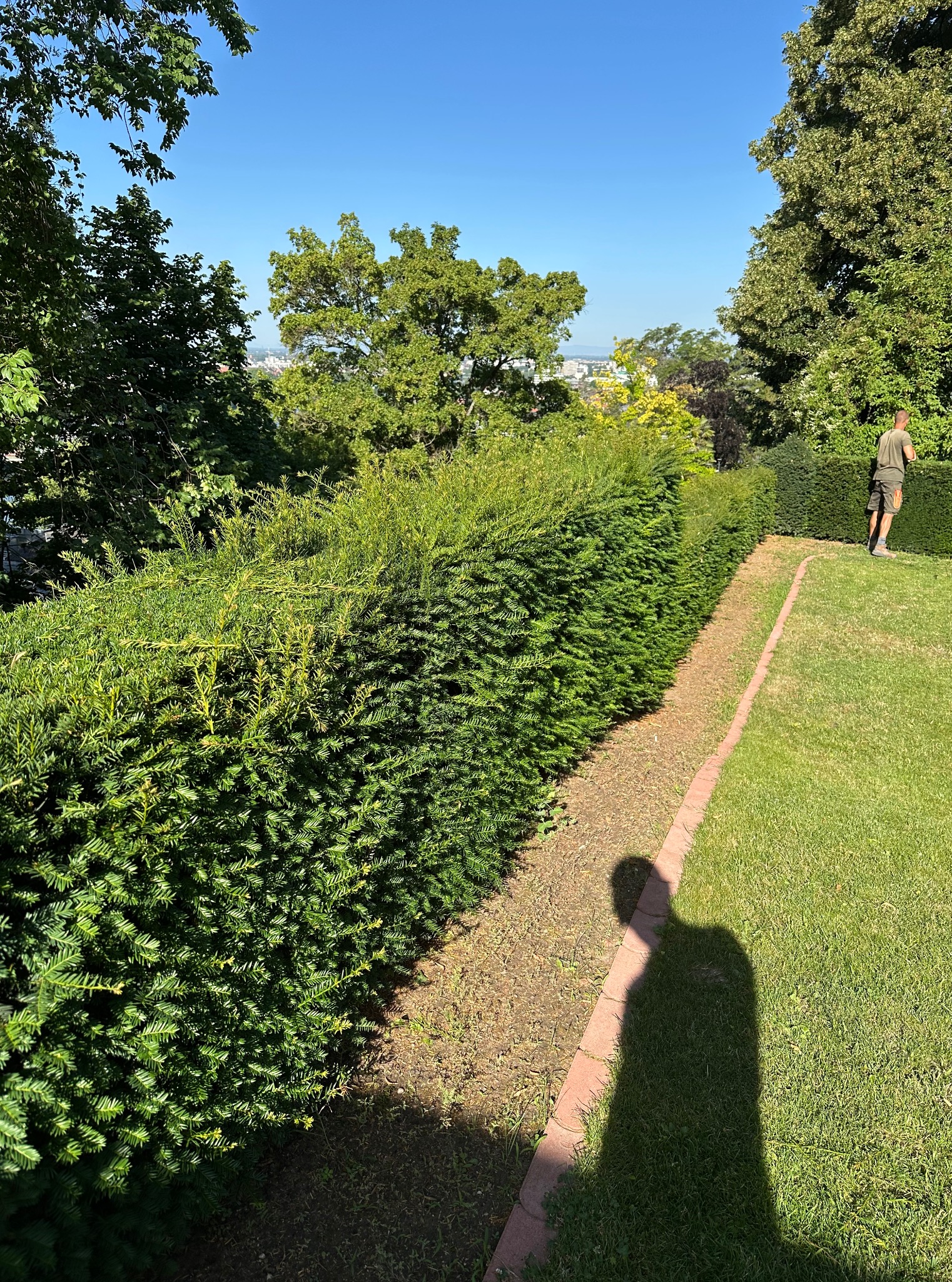 Równy żywopłot z iglaków oddzielający trawnik od rabaty, w tle zieleń i błękit nieba. Widoczny cień osoby wykonującej prace ogrodnicze.