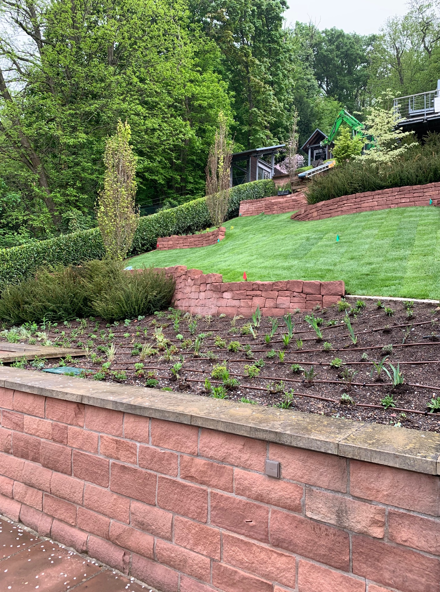 Ogród tarasowy z czerwoną cegłą, świeżo posadzonymi roślinami i systemem nawadniania kropelkowego. W tle zielony trawnik i drzewa. Widoczny fragment budynku.