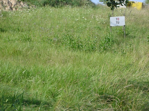 Zarośnięta działka z tabliczką 'TO TU' na zboczu, w tle fragment muru oporowego i żółta konstrukcja.